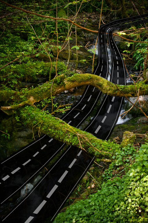 Concept: nature crosses the road